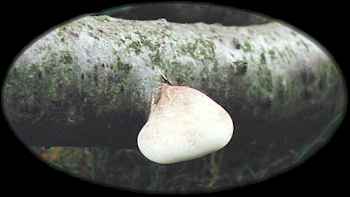 birchPolypore.jpg (6877 bytes)