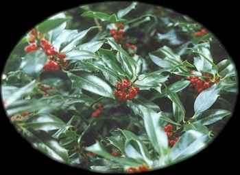 hollyBerries.jpg (11949 bytes)