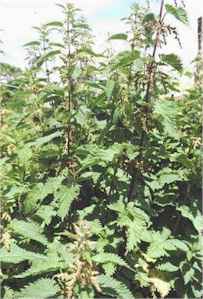 nettle.jpg (13067 bytes)