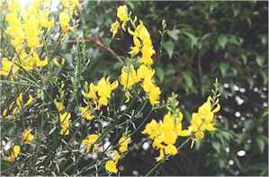 spanishBroom.jpg (12267 bytes)